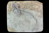 Agaricocrinus Crinoid With Long Composite Stem - Crawfordsville #94339-2